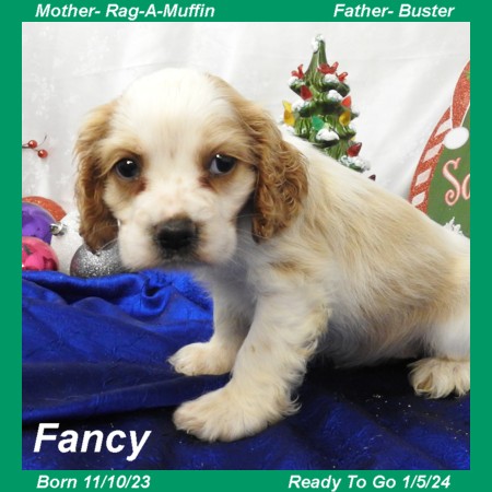 puppy, for, sale, Cocker Spaniel, Joe & Cherri  Overlease, dog, breeder, Miller, MO, dog-breeder, puppy-for-sale, forsale, nearby, find, puppyfind, locator, puppylocator, aca